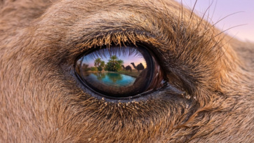 The Camel’s Compass – The Inner Voice That Leads You Home